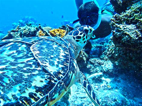 Best Snorkeling in Cozumel | Best Cozumel Snorkeling Tours