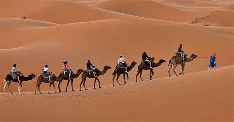 Camel Treks | Trekking in Morocco - Tailor made trekking holidays in the Atlas Mountains of Morocco