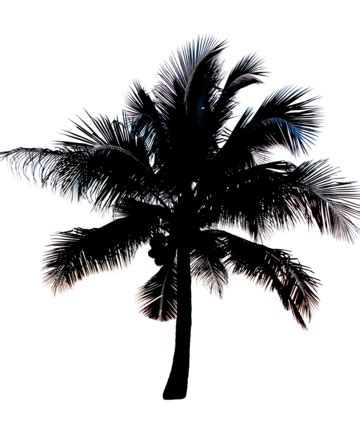 At Sunrise Sky Silhouettes Coconut Palm Tree Coconut Landscape Wave, Palm, Morning, Sun PNG ...