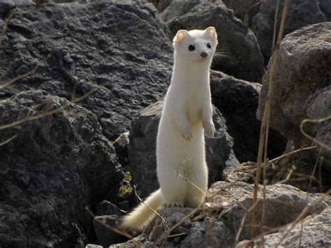 LONG-TAILED WEASEL | Long-tailed Weasel in its winter coat(e… | Flickr