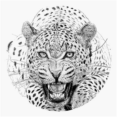 Animals Drawing Images, Pencil Sketches, Colorful Arts | Drawing Skill