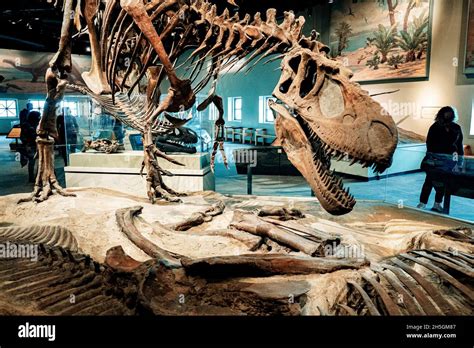 Corythosaurus skull hi-res stock photography and images - Alamy