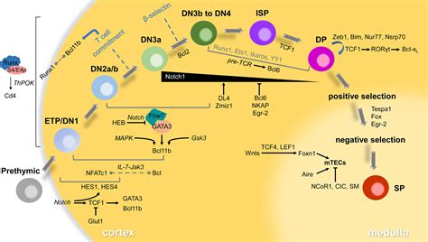 Frontiers | Transcriptional Regulation of Early T-Lymphocyte Development in Thymus