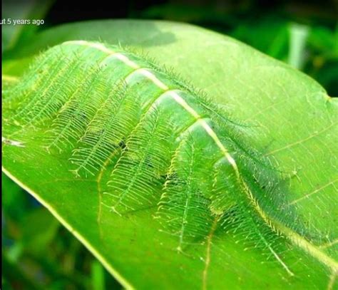 This Caterpillar’s Camouflage Is On Another Level (Photos) - Science ...