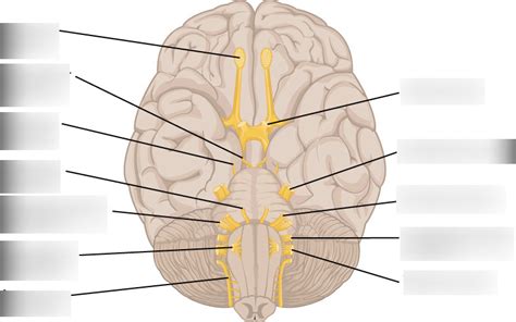 Cranial Nerve Diagram Diagram | Quizlet