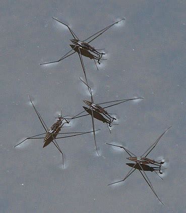 The River: No reason at all to be bored, given water striders ...