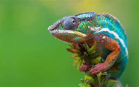 HD wallpaper: Real Colorful Chameleon, green and brown lizard, Animals ...