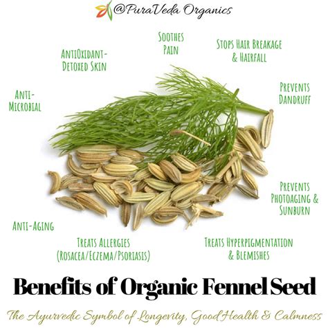 8 Organic Skin & Hair Benefits of Fennel Seed - Go Organic With PuraVeda