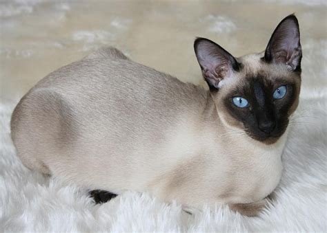 Tonkinese Cat | Fun Animals Wiki, Videos, Pictures, Stories