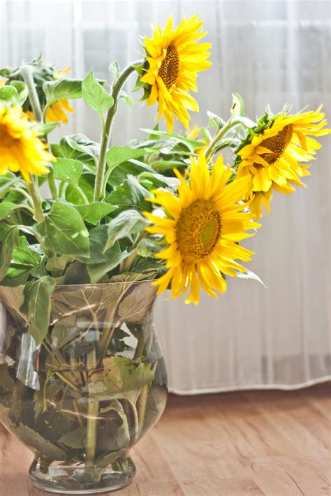 Sunflowers in a Vase · Free Stock Photo