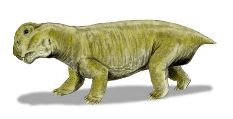 Dicynodontia | Fossil Wiki | FANDOM powered by Wikia