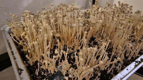 Pan Cyan TTBVI First Flush - Gordo Tek style : r/shroomers