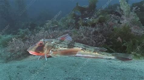 Tub gurnard on seabed - Stock Video Clip - K006/2141 - Science Photo Library