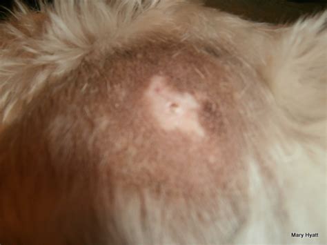 The Danger of Spider Bites to Your Dog (With Photos) - PetHelpful