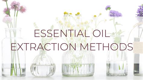 Essential Oil Extraction Methods | Salvation Wellness