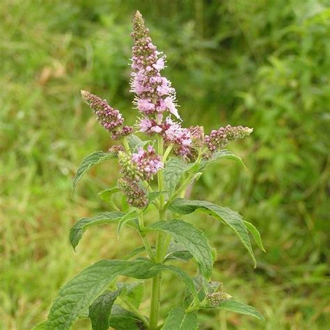 Mentha longifolia silver-leaved, Silver Mint | Buy Herb Plants