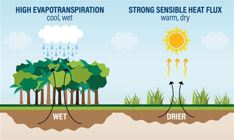 Rivers in the Sky: How Deforestation Is Affecting Global Water Cycles - Yale E360