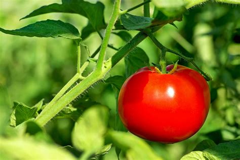 Tomato Plant Poisoning in Cats - Symptoms, Causes, Diagnosis, Treatment, Recovery, Management, Cost