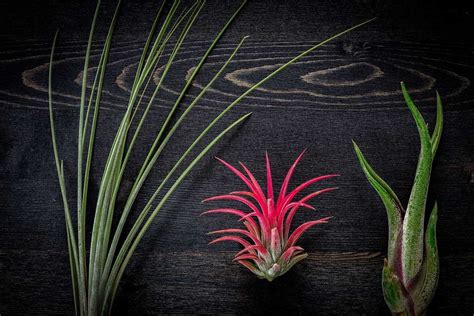 What Are Air Plants and How Do They Grow? | The Family Handyman