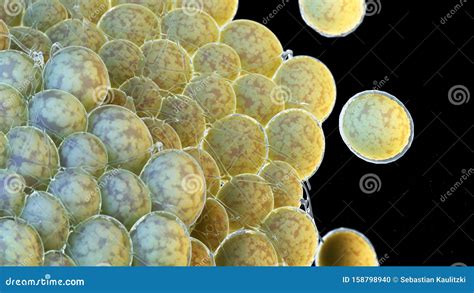 Human fat cells stock illustration. Illustration of structure - 158798940