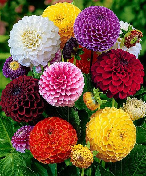 Pompon Dahlia Mix | Bakker.com | Wonderful flowers, Beautiful flowers, Flower seeds