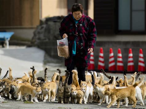 Tourists are flocking to Japan's 'Cat Island' - Business Insider