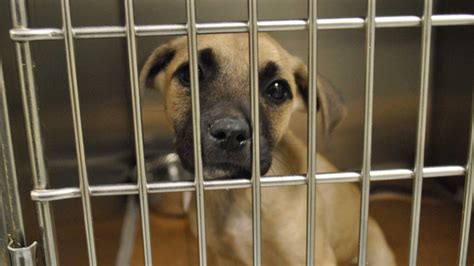 Crowded Pasadena animal shelter waives adoption fees through Friday