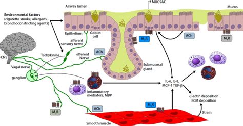 Understanding the role of long-acting muscarinic antagonists in asthma ...