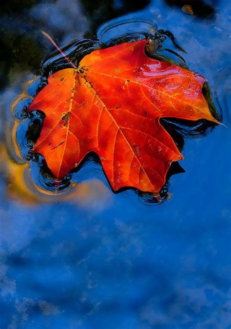 "Maple Leaf Art" | Fall colors, Autumn leaves, Autumn beauty