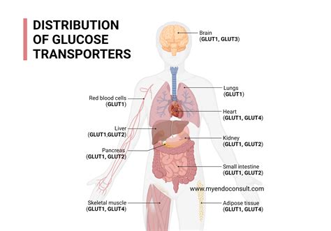 Glucose Transporters - My Endo Consult