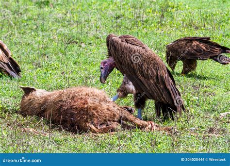 Closeup Shot of a Vulture Eating a Dead Hyena in the Ngorongoro Crater in Tanzania Stock Photo ...