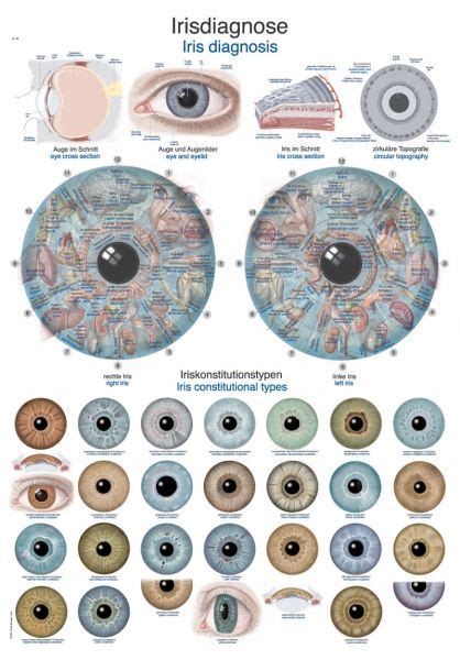 Lehrtafel "Irisdiagnose", 50x70cm | Größe 50 x 70 cm | Anatomische ...