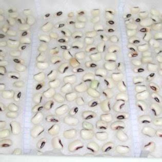 Setting for Cowpea seeds germination in trays 4.1.2. Monitoring of... | Download Scientific Diagram