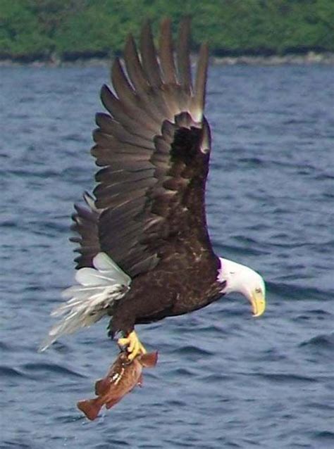 Debra Darland | Delta News Web | Bald eagle, Pet birds, Wildlife photography