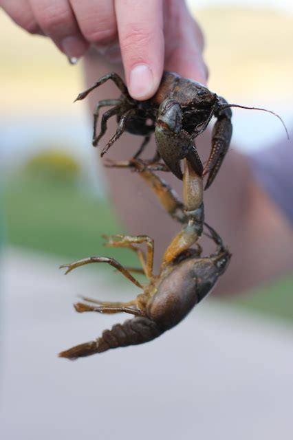 Life in Technicolor: Crawdad Fishing!