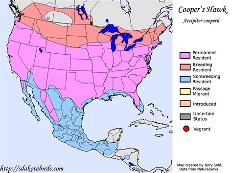 Cooper's Hawk - Species Range Map