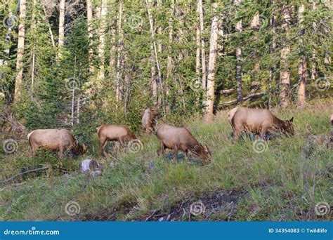 Cow Elk Herd stock image. Image of feeding, deer, animal - 34354083