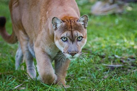 The Animals of the Florida Everglades - WorldAtlas.com