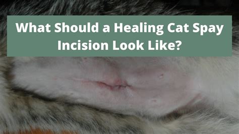 What Should a Healing Cat Spay Incision Look Like? (With Photos) - The Kitty Expert