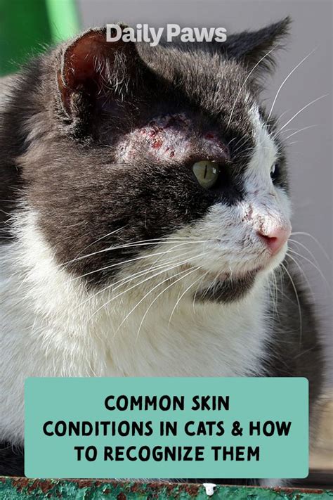 a black and white cat with the words common skin conditions in cats and how to recognize them