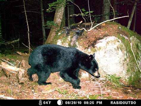 The Maine Outdoorsman: Bears Captured on Game Cameras