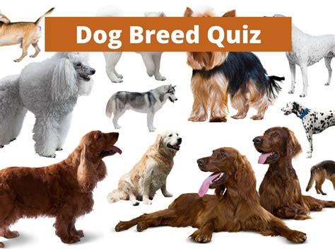 Dog Breed Quiz - Test Your Knowledge on Bing Quiz