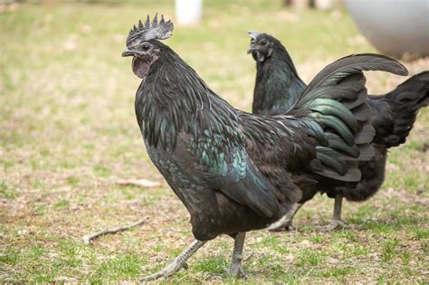 10 Rare & Exotic Chicken Breeds to Add to Your Flock