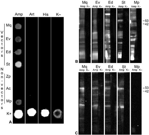 In vitro interaction of phytoplasma antigenic membrane protein with... | Download Scientific Diagram