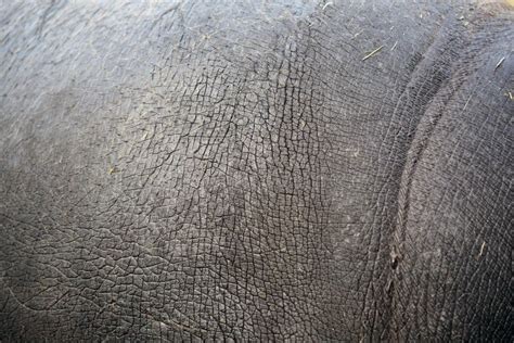 Texture Hippo Old Skin of Hippopotamus Background Stock Image - Image of complexion ...