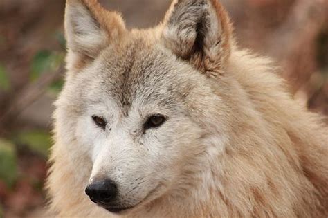 Himalayan wolf | Wolf dog, Extinct and endangered animals, Wolf world