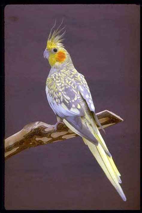 70 best Cockatiels images on Pinterest | Cockatiel, Parrots and Bird ...