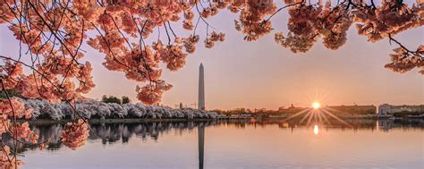 The Best Places to Photograph Cherry Blossoms in Washington, DC