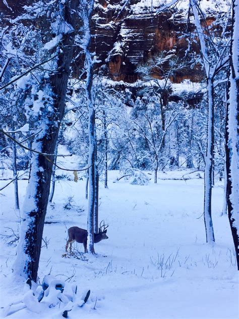 Visiting Zion National Park in Winter