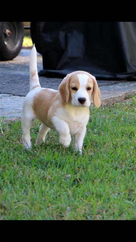 Lemon Colour Puppy Lemon Colour Beagle Similar Breeds